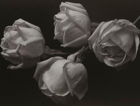 「古典技法白金作品」井津建郎（Kenro Izu）攝影個展